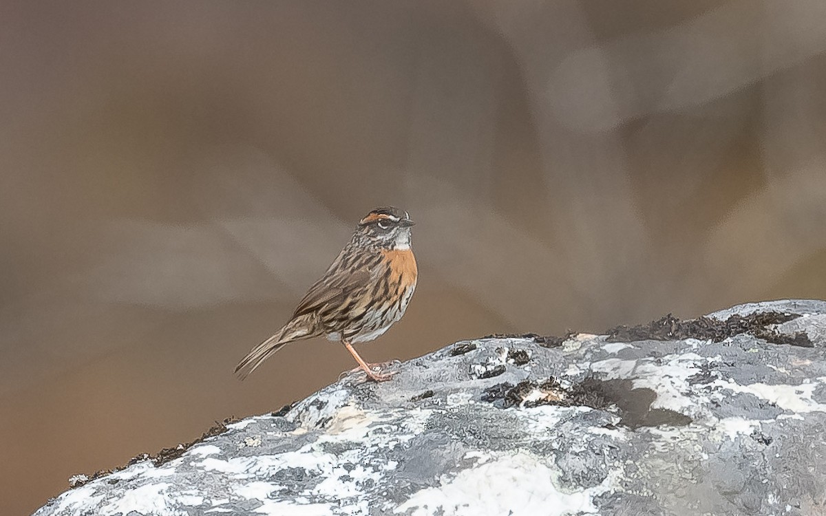 Rufous-breasted Accentor - ML620215655