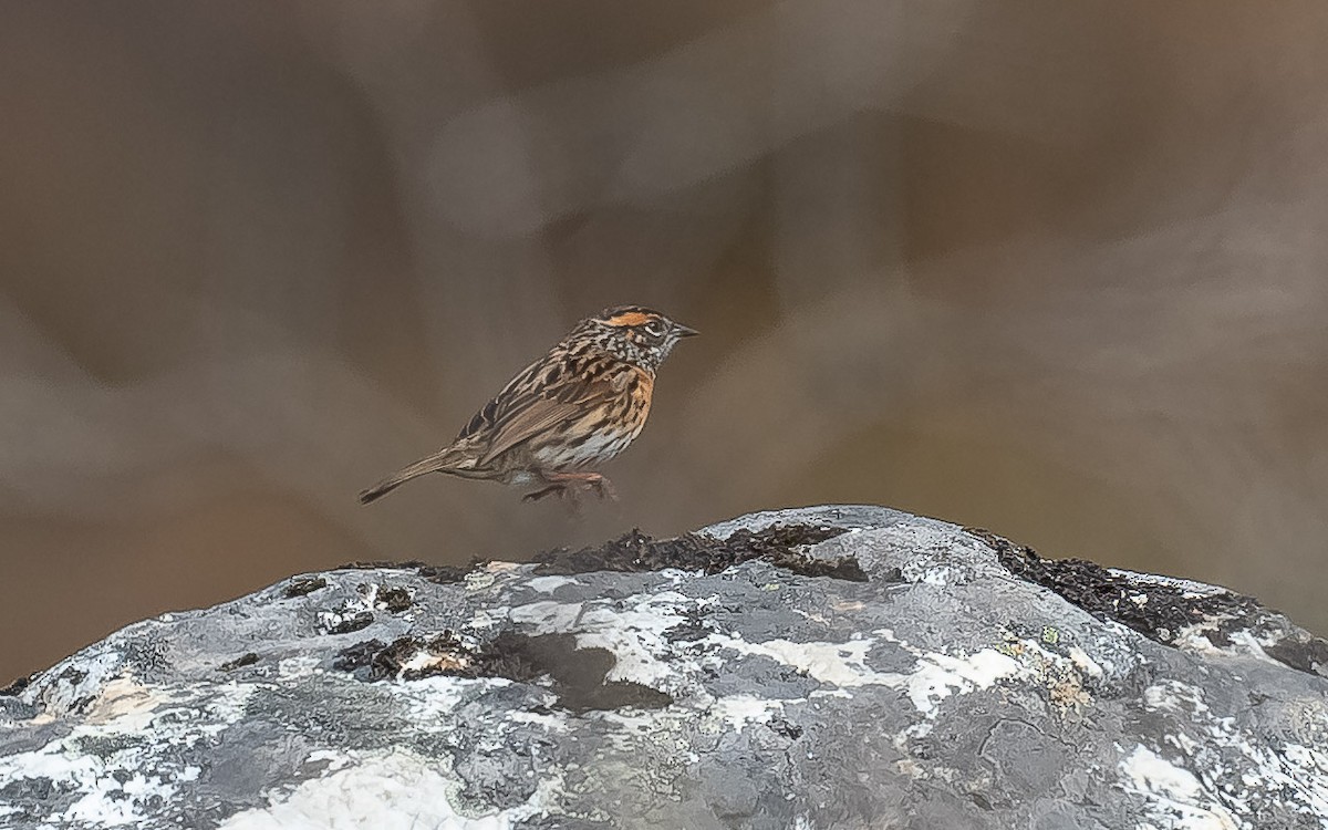 Rufous-breasted Accentor - ML620215656