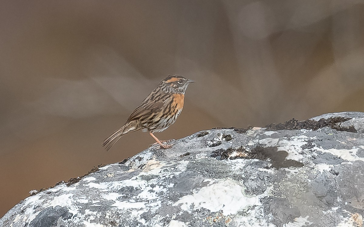 Rufous-breasted Accentor - ML620215657