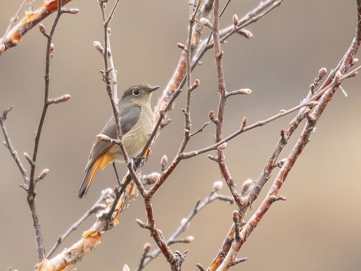 Blue-fronted Redstart - ML620215669