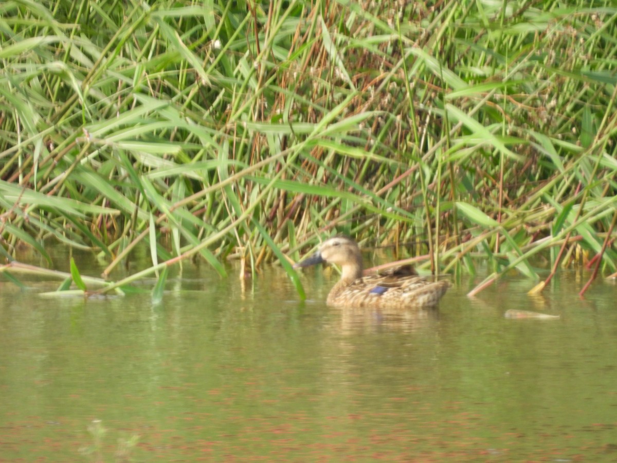 Mallard x Hawaiian Duck (hybrid) - ML620215670