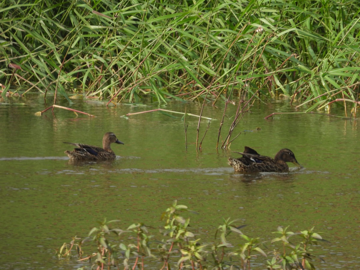 Hybride Canard colvert x C. des Hawaï - ML620215671