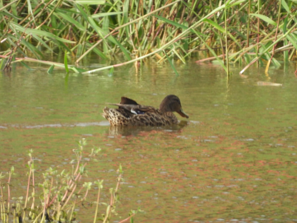 Mallard x Hawaiian Duck (hybrid) - ML620215672