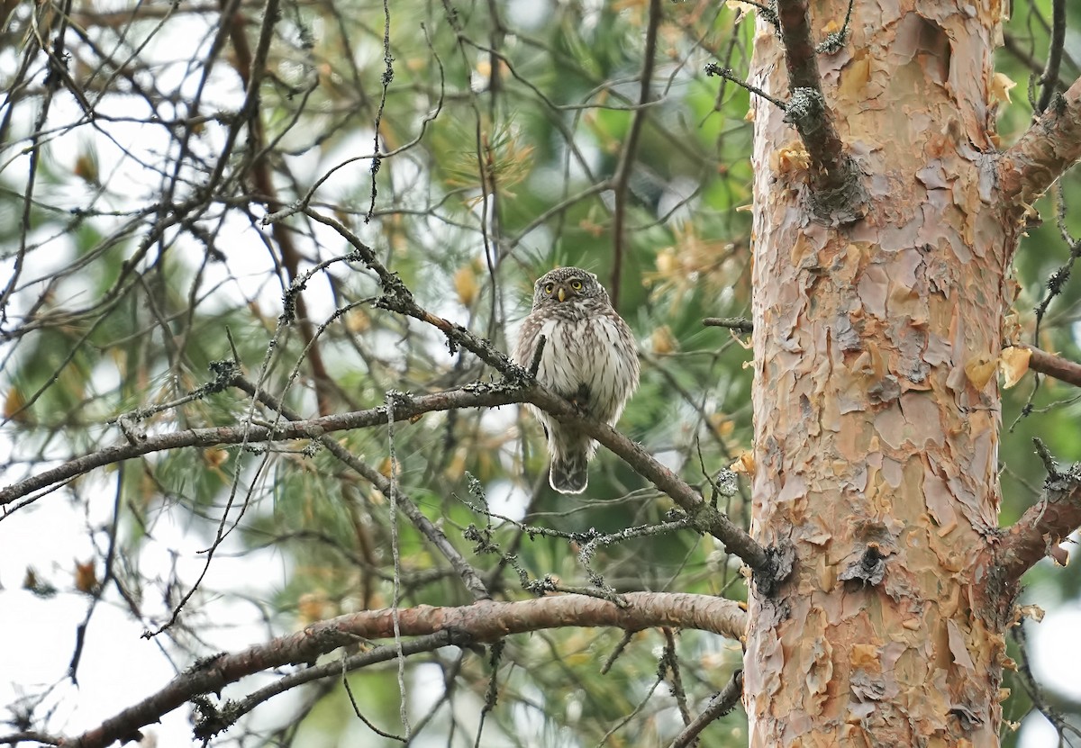 Eurasian Pygmy-Owl - ML620215675
