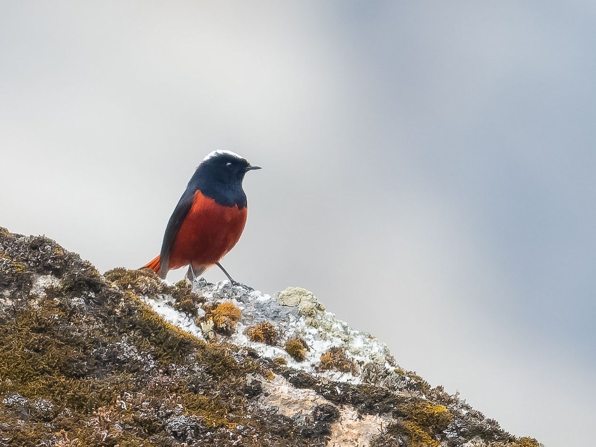 White-capped Redstart - ML620215680