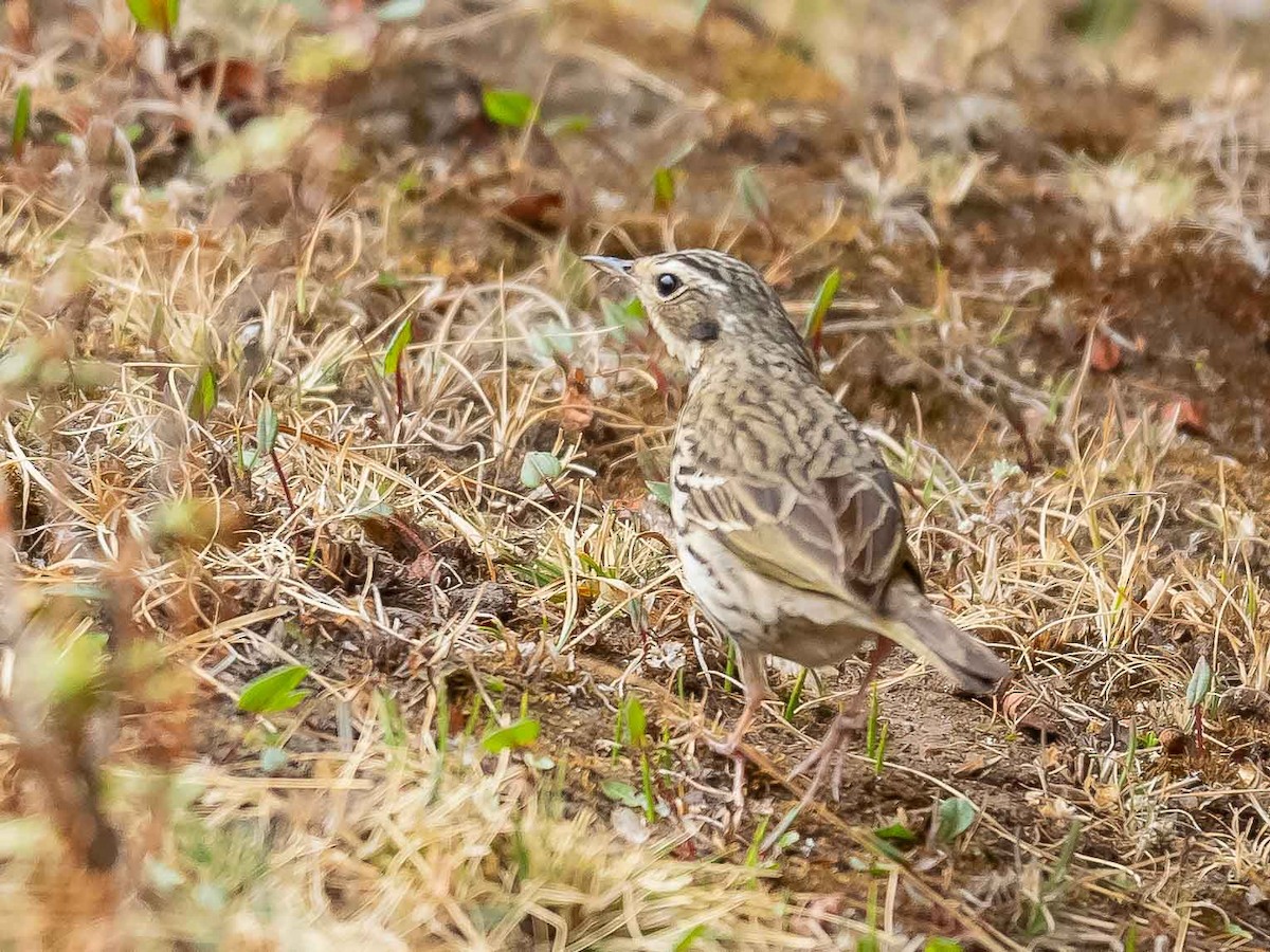 Olive-backed Pipit - ML620215693