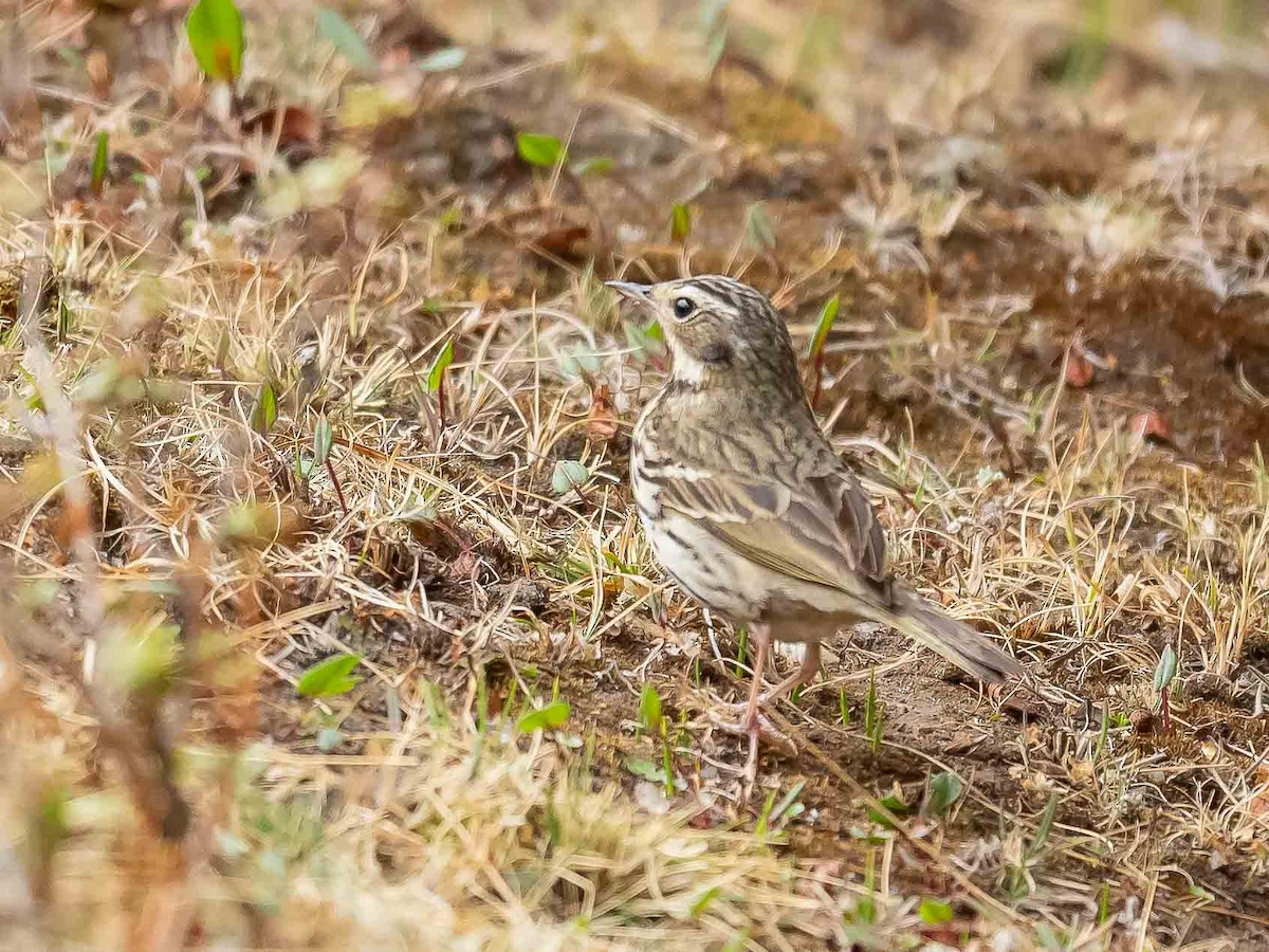 Olive-backed Pipit - ML620215694