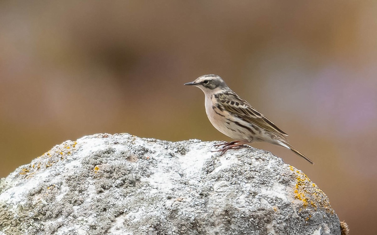 Rosy Pipit - ML620215711