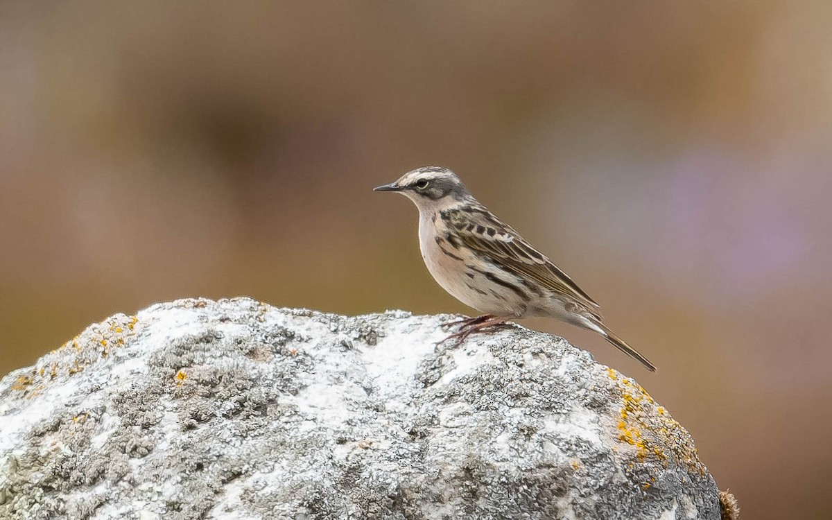 Rosy Pipit - ML620215712