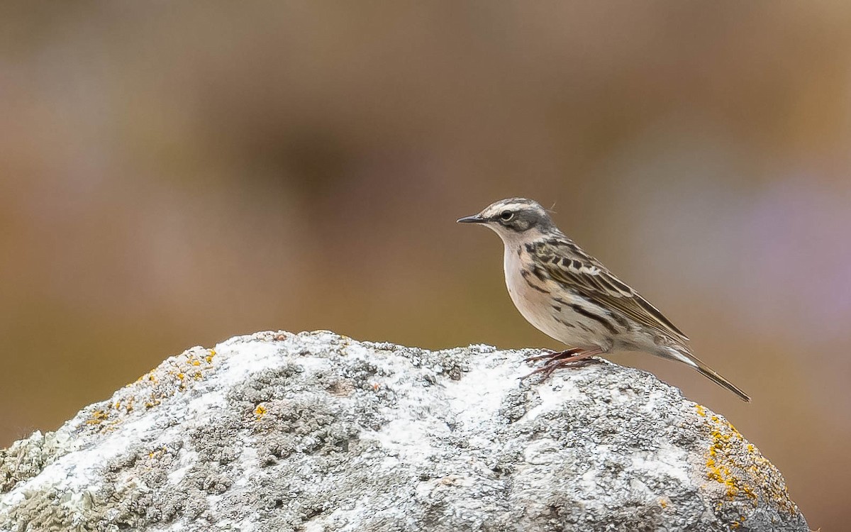 Rosy Pipit - Jean-Louis  Carlo