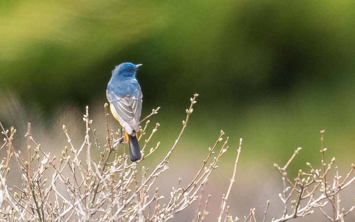 Blue-fronted Redstart - ML620215746