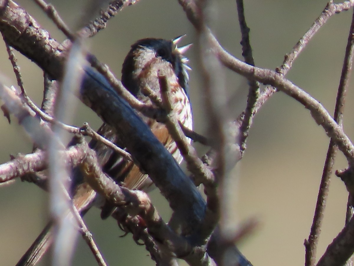 Song Sparrow - ML620215751