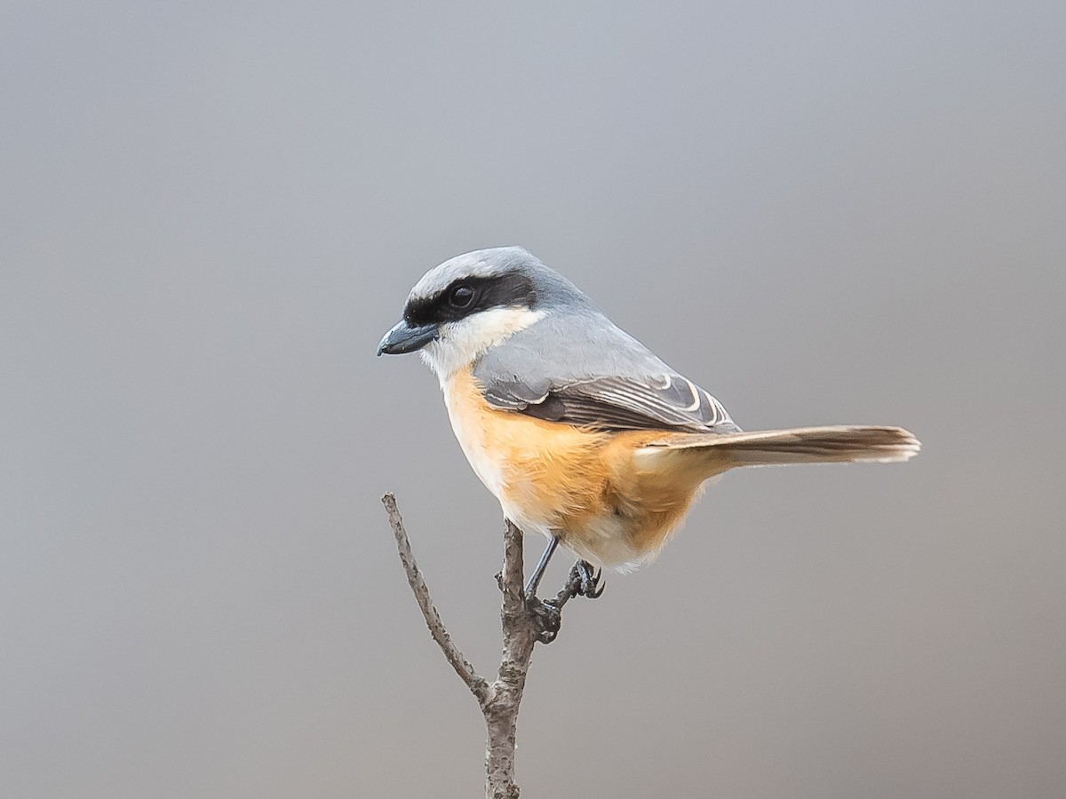 Gray-backed Shrike - ML620215753