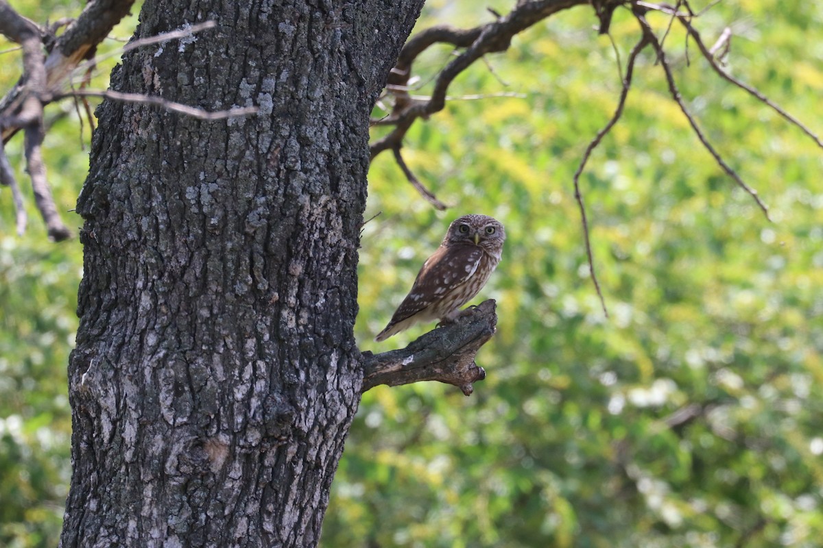 Little Owl - ML620215756