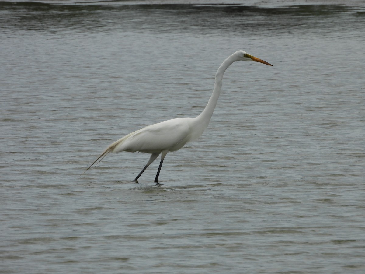 Great Egret - ML620215759