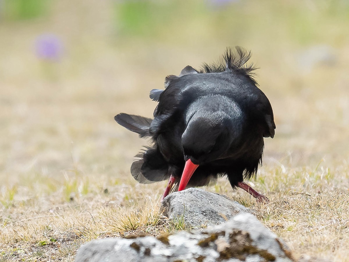 Red-billed Chough - ML620215771