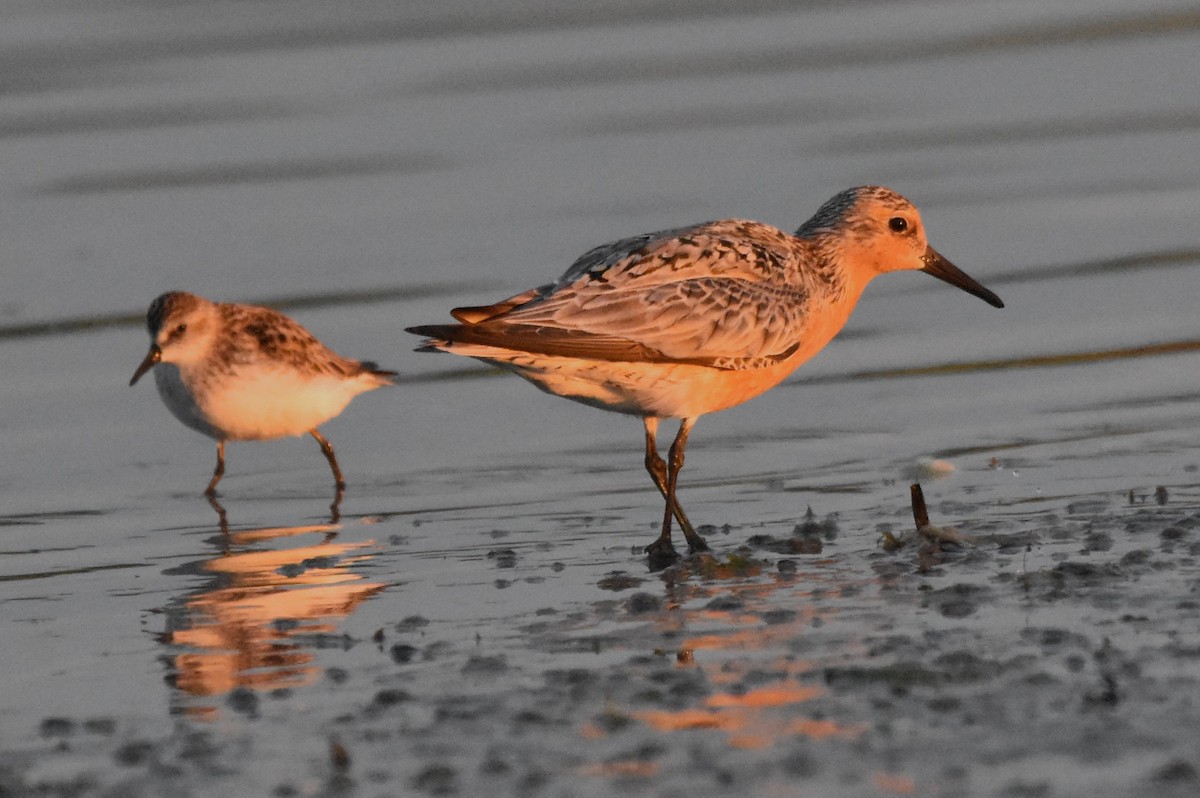 Red Knot - ML620215801