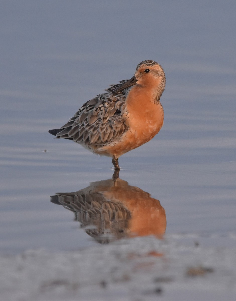 Red Knot - ML620215802
