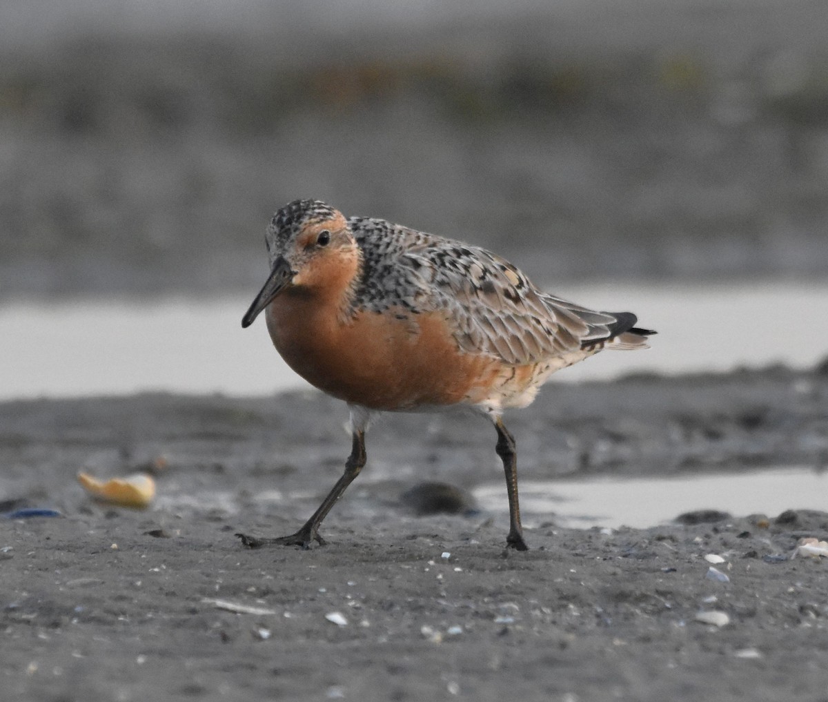 Red Knot - Barbara Seith