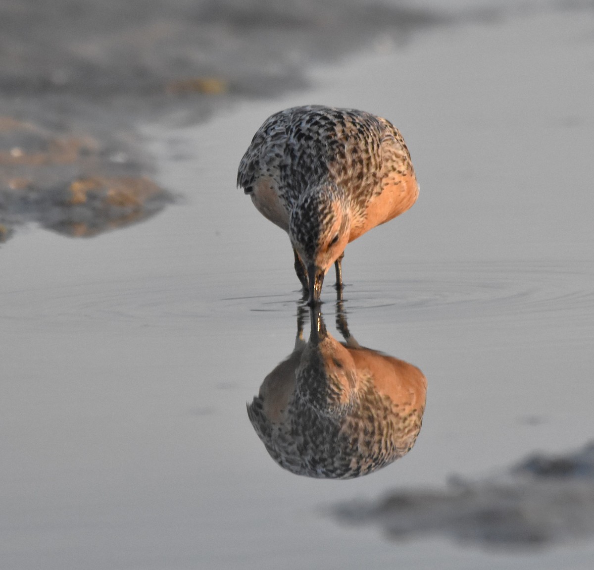 Red Knot - ML620215804