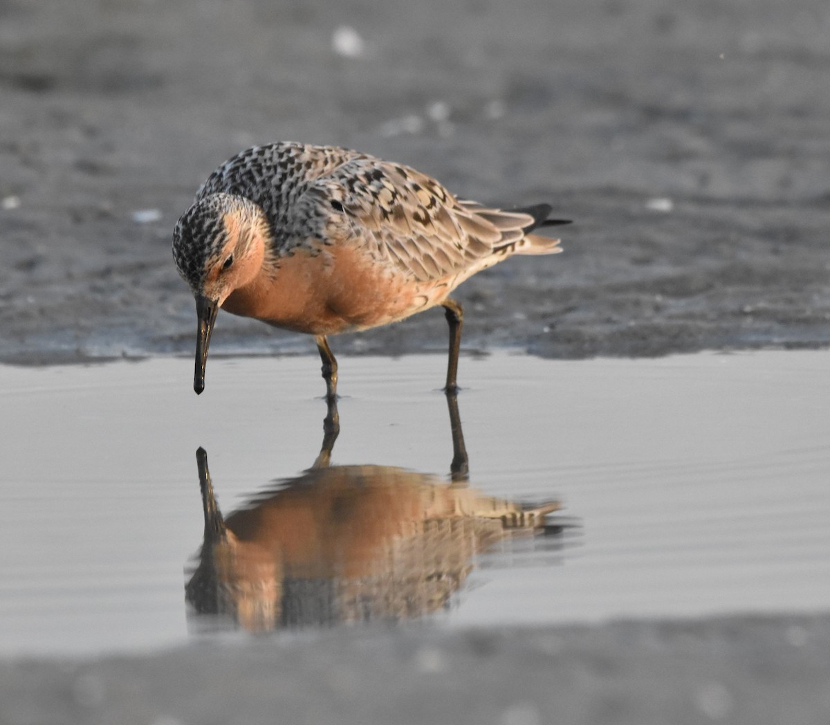 Red Knot - ML620215805