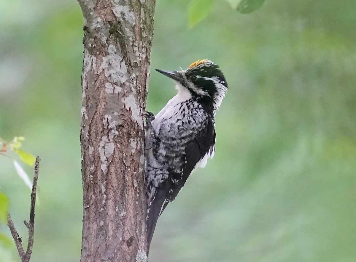 Eurasian Three-toed Woodpecker - ML620215806