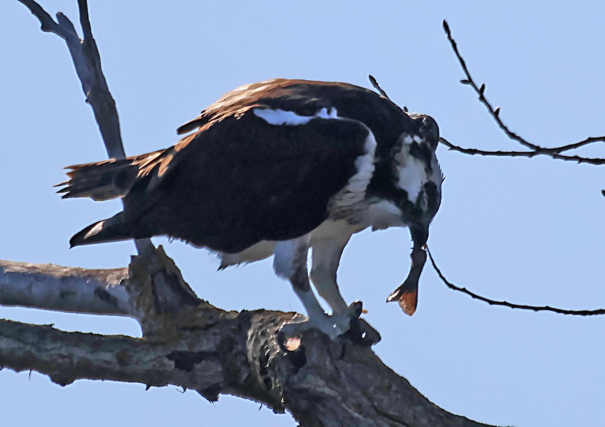 Águila Pescadora - ML620215816