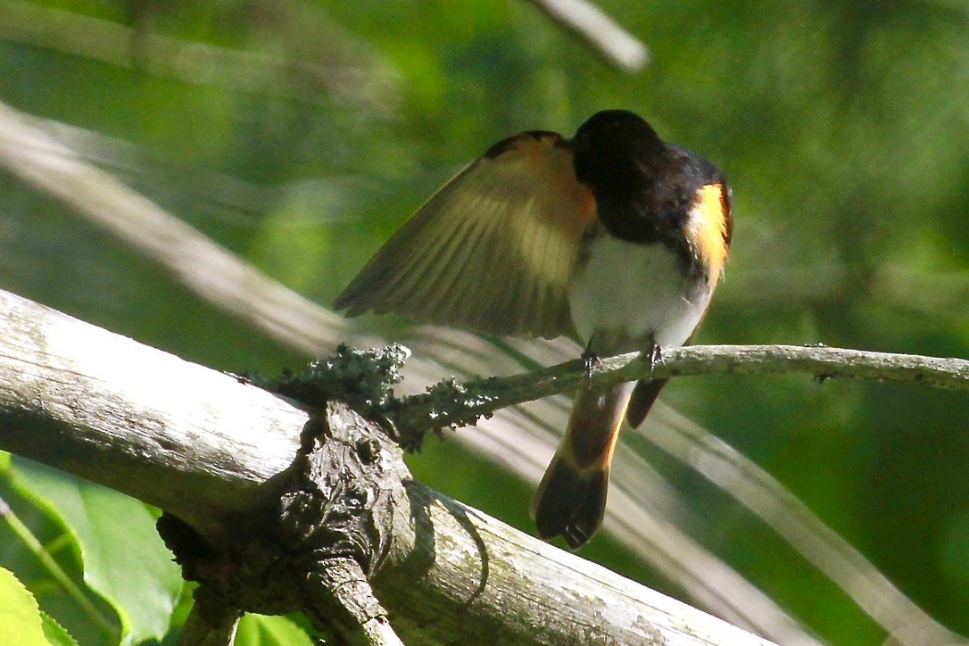 American Redstart - ML620215818