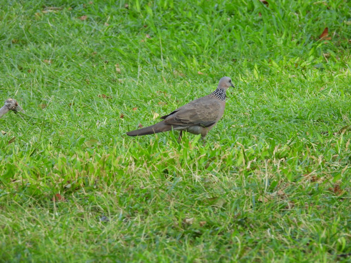 Spotted Dove - ML620215821