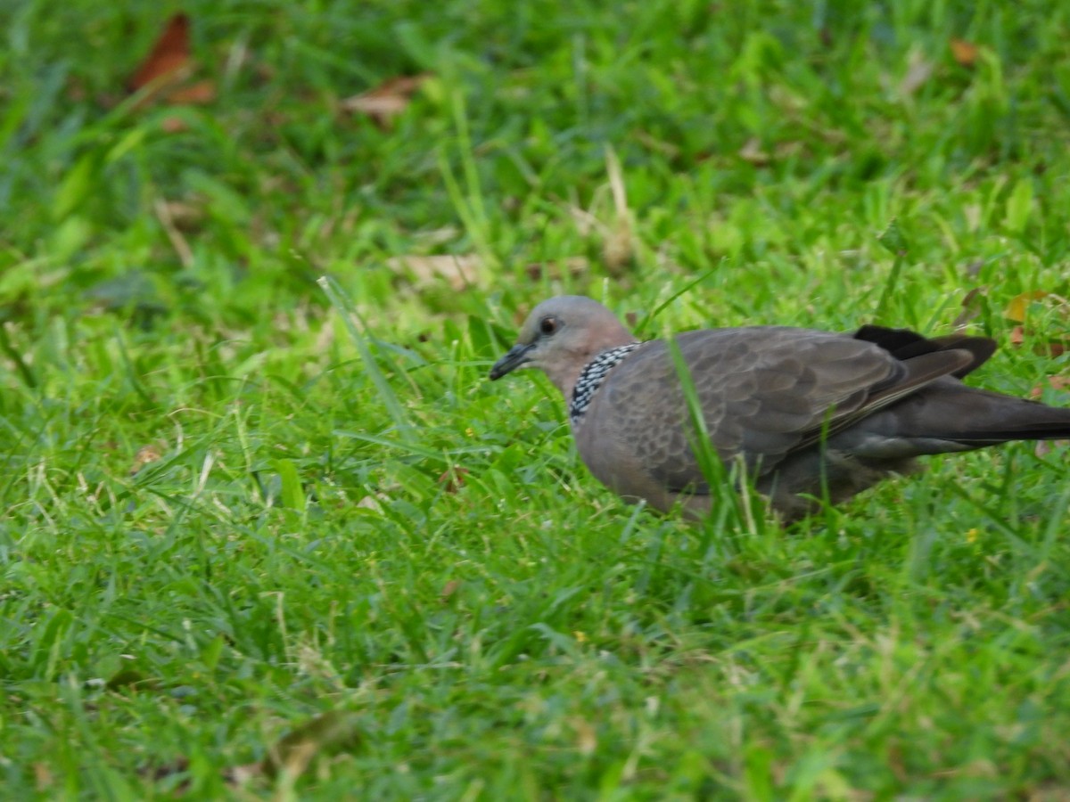 Spotted Dove - ML620215822