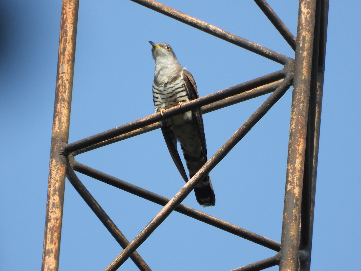 Indian Cuckoo - ML620215824
