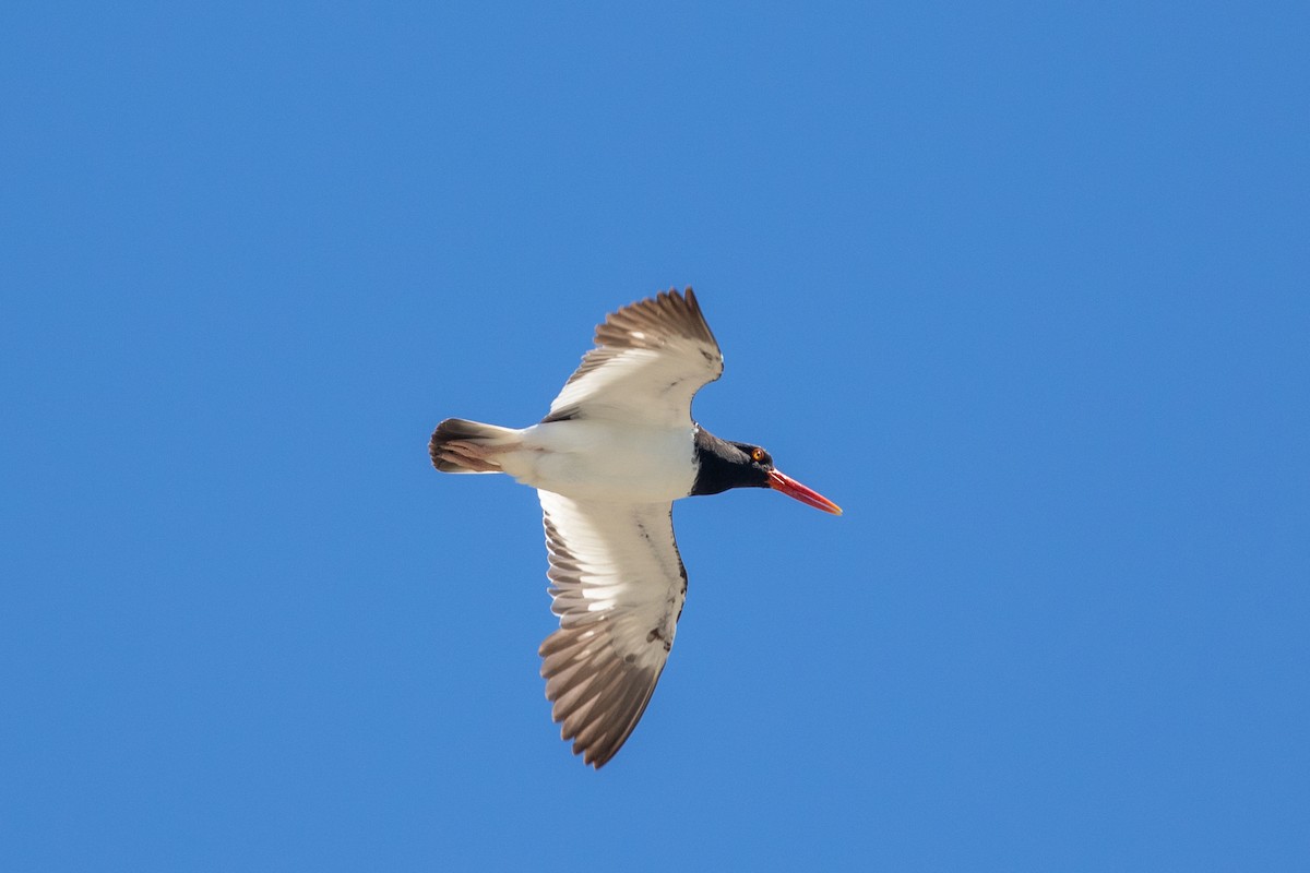 American Oystercatcher - Anna Thaenert