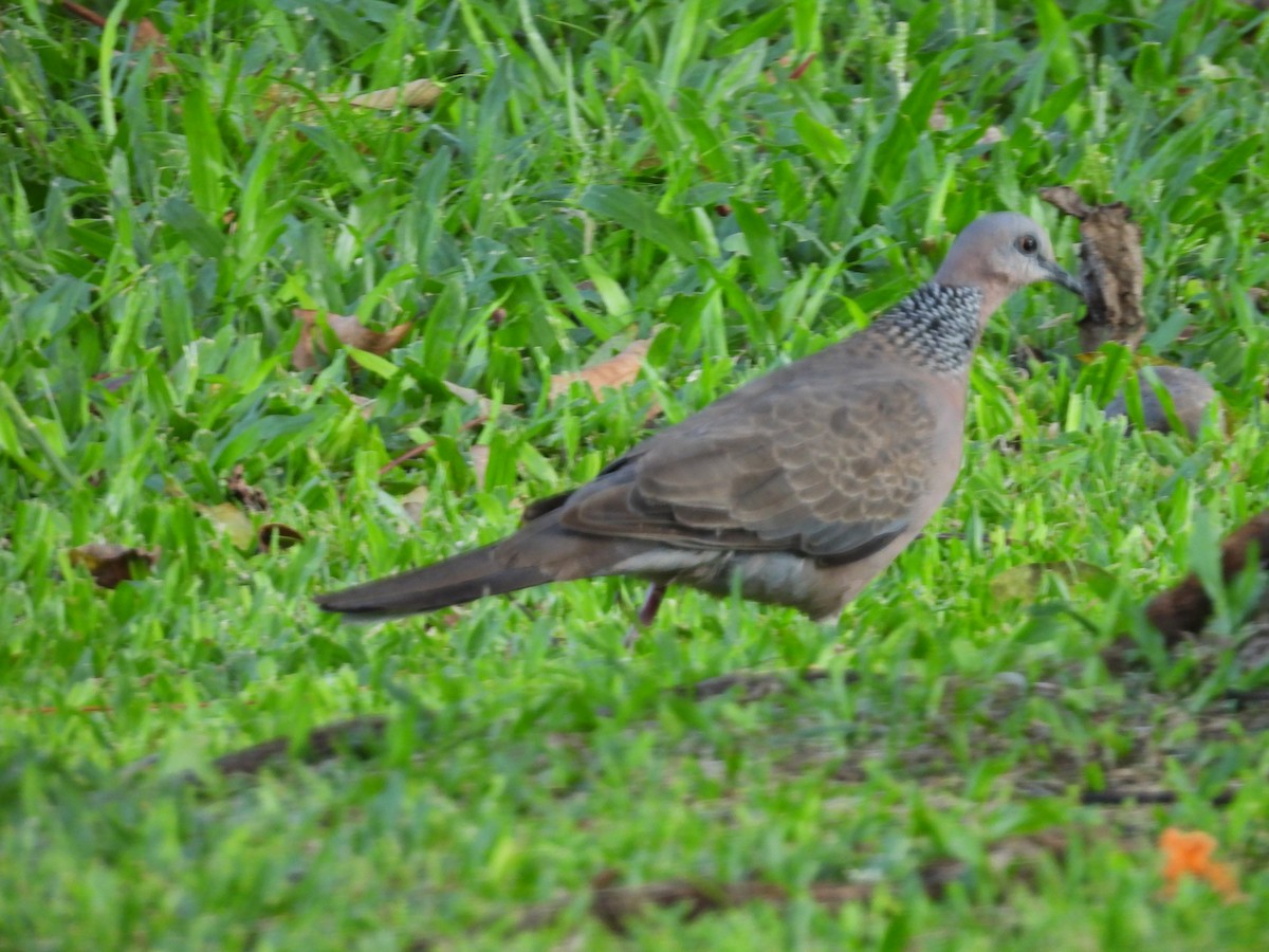 Spotted Dove - ML620215843