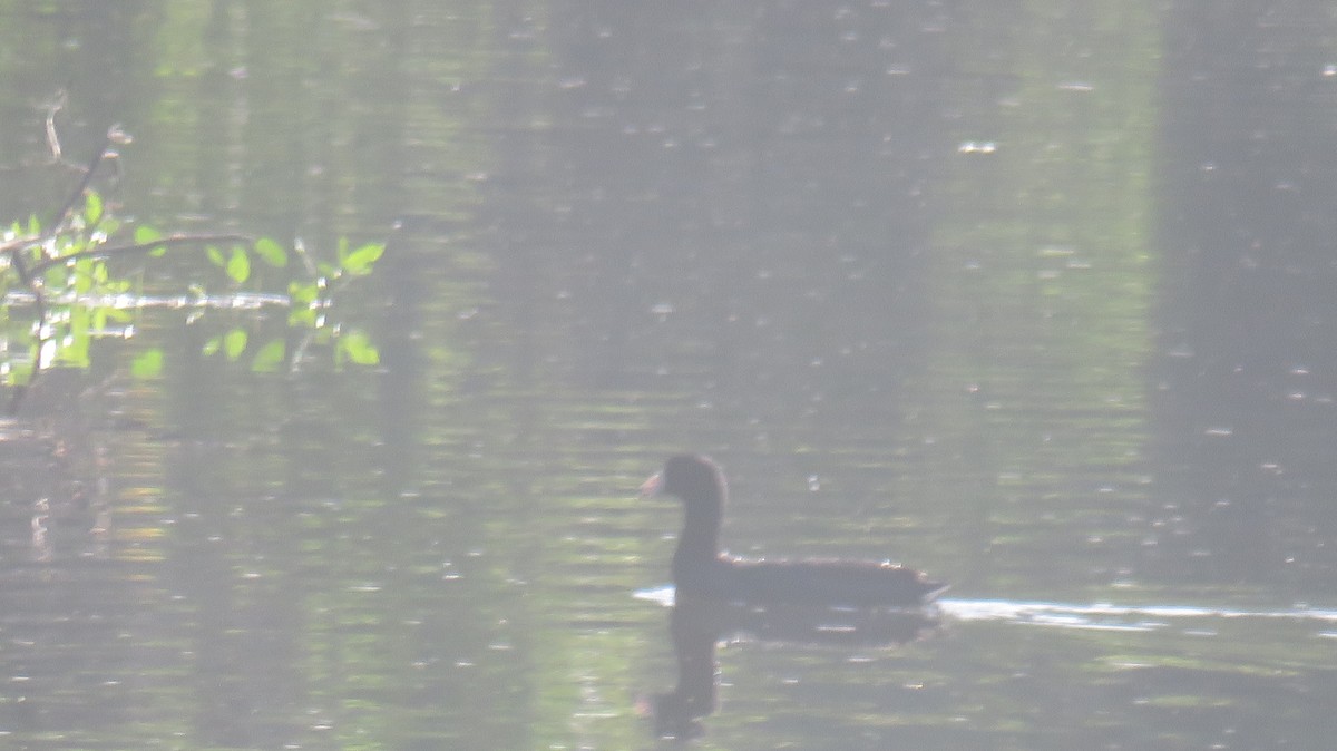 American Coot - ML620215845