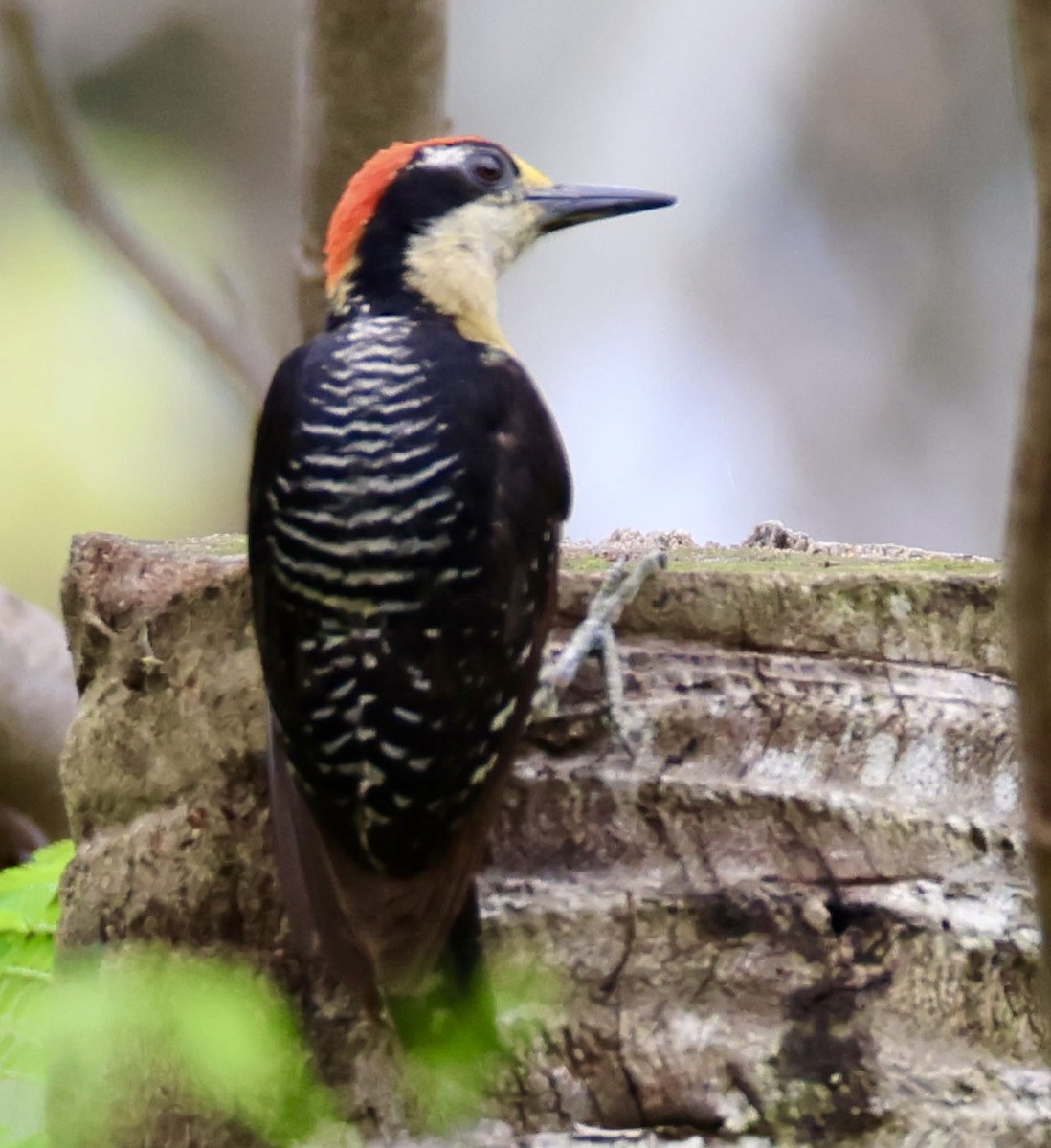 Black-cheeked Woodpecker - ML620215849