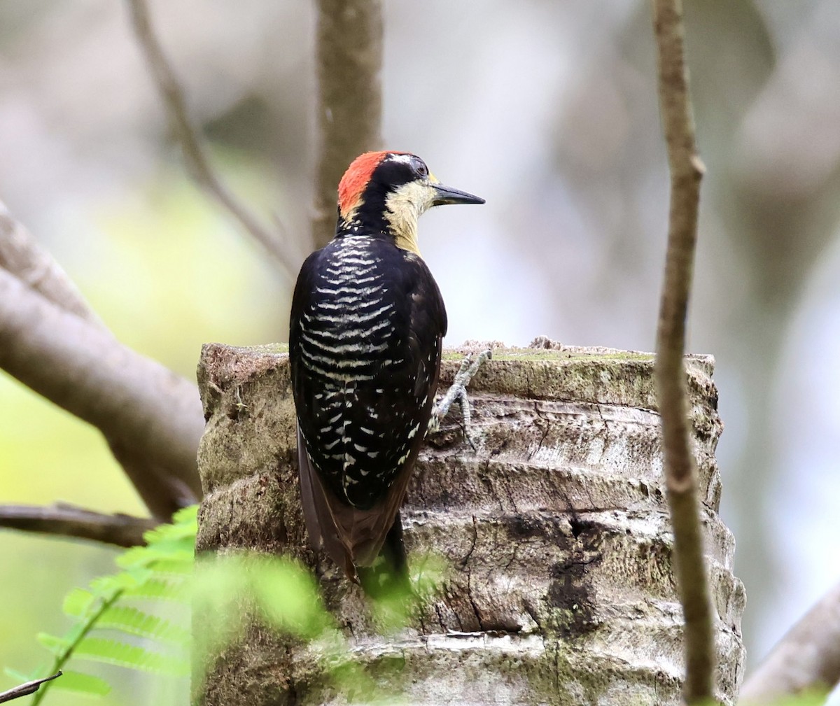 Black-cheeked Woodpecker - ML620215850
