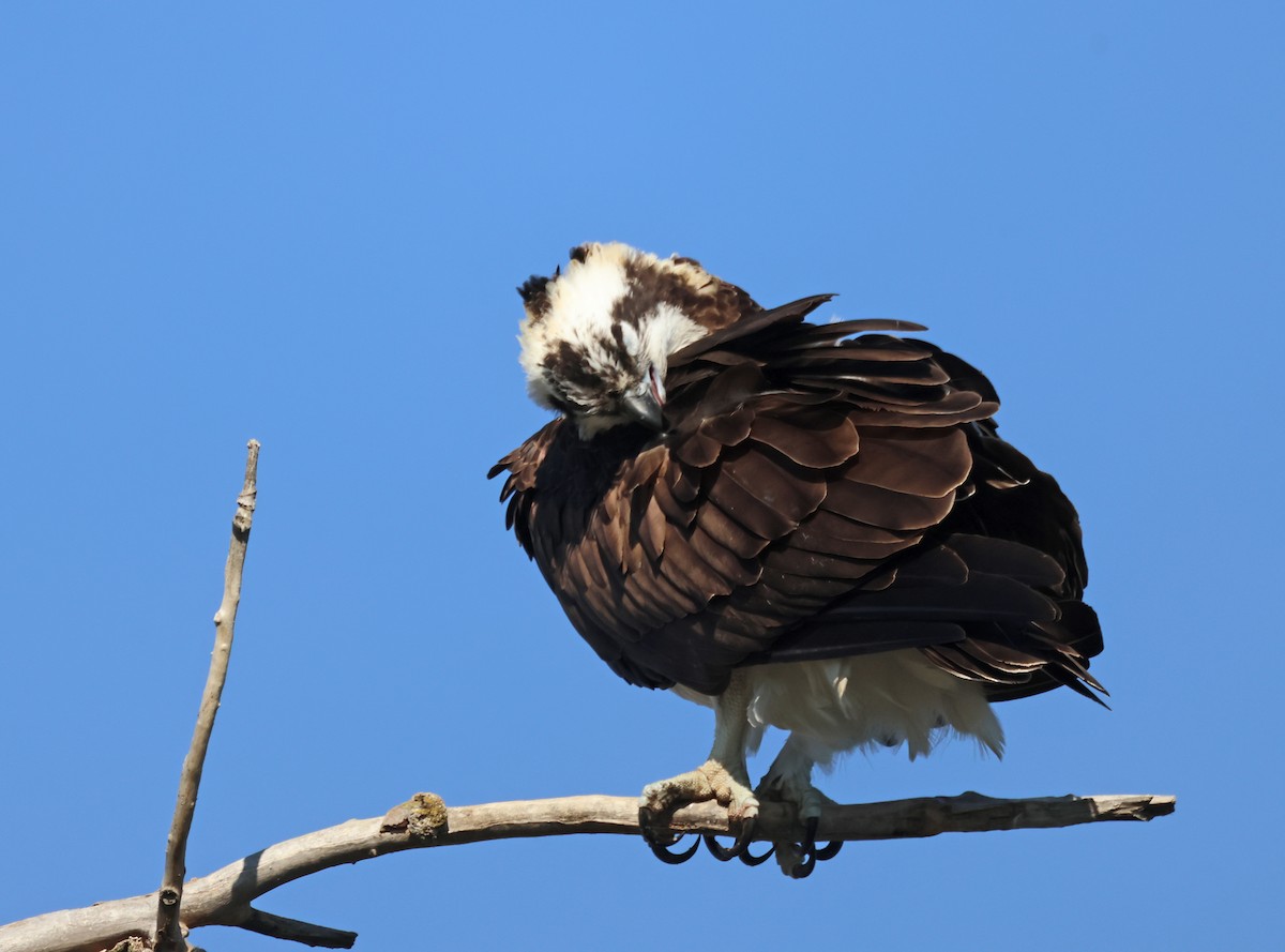 Águila Pescadora - ML620215855