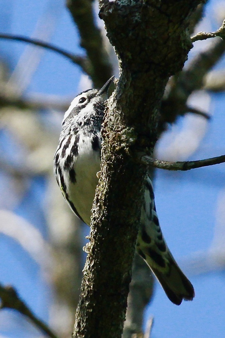 Black-and-white Warbler - ML620215857