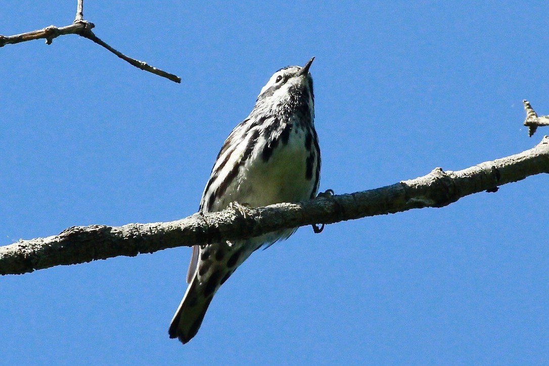 Black-and-white Warbler - ML620215859