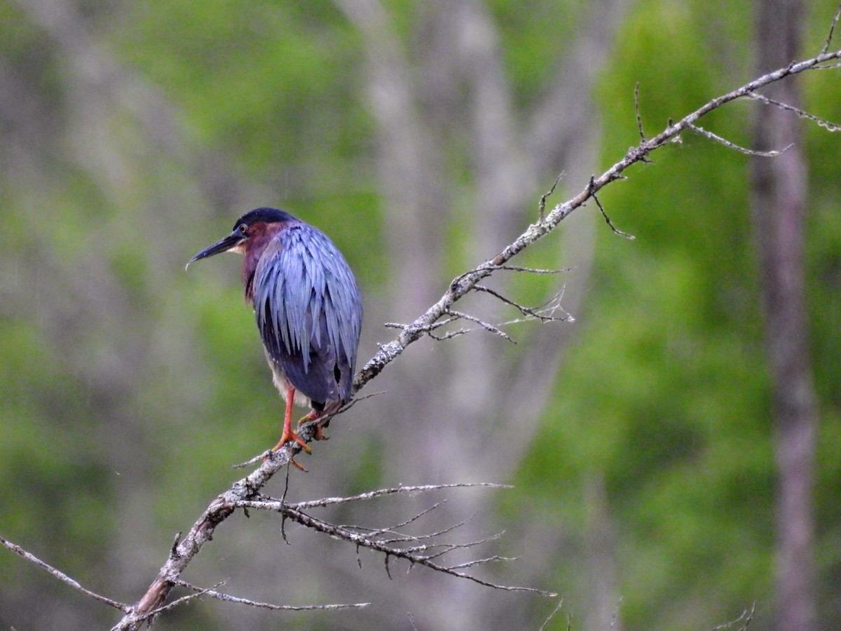 Green Heron - ML620215866