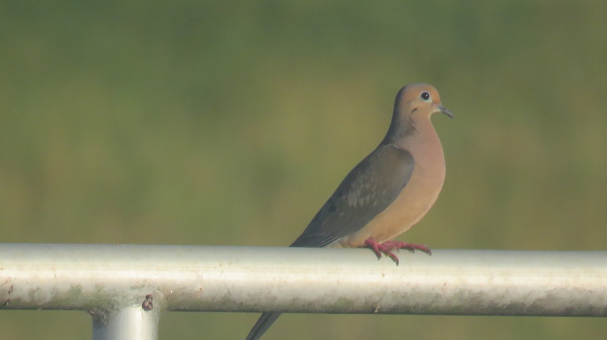 Mourning Dove - ML620215870
