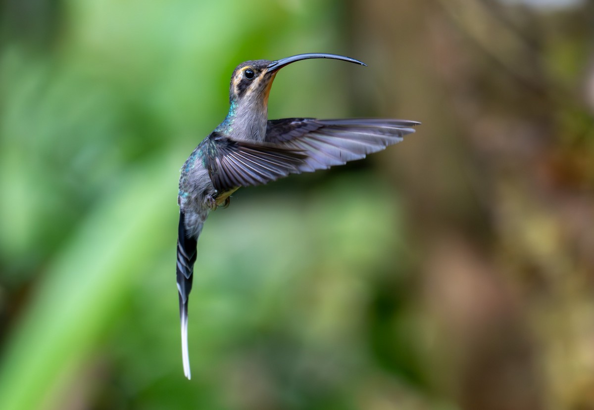 kolibřík šedobřichý - ML620215871