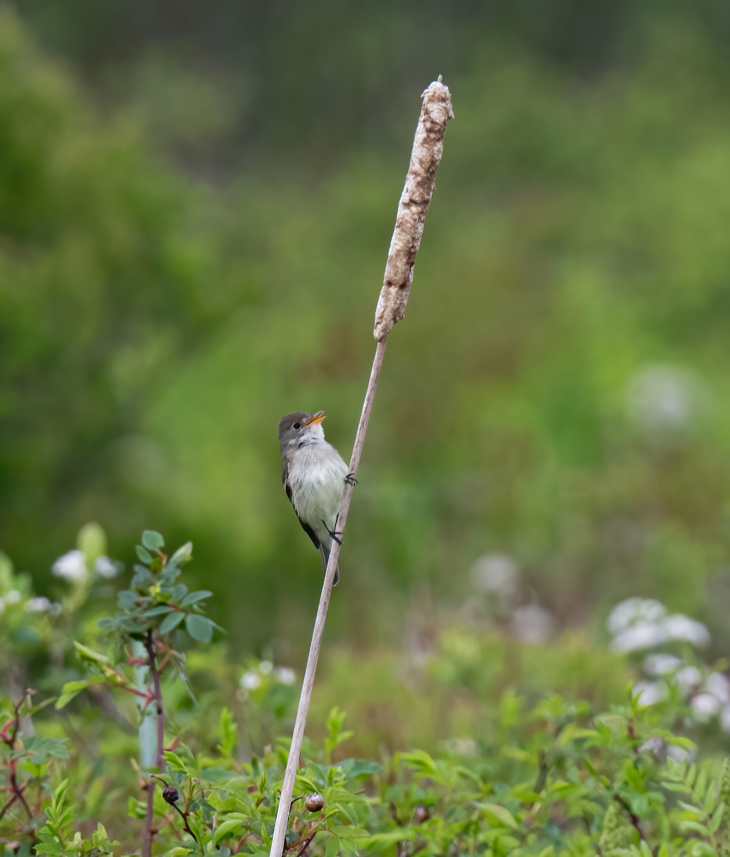 Willow Flycatcher - ML620215873