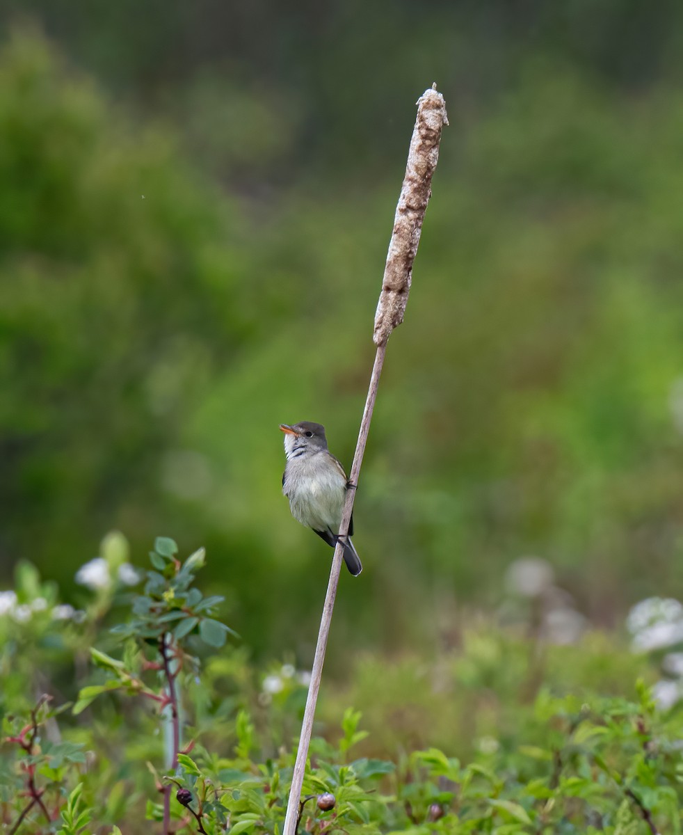 Willow Flycatcher - ML620215874