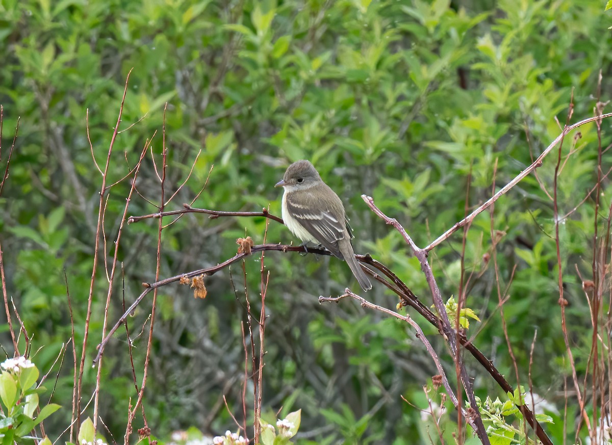 Willow Flycatcher - ML620215875