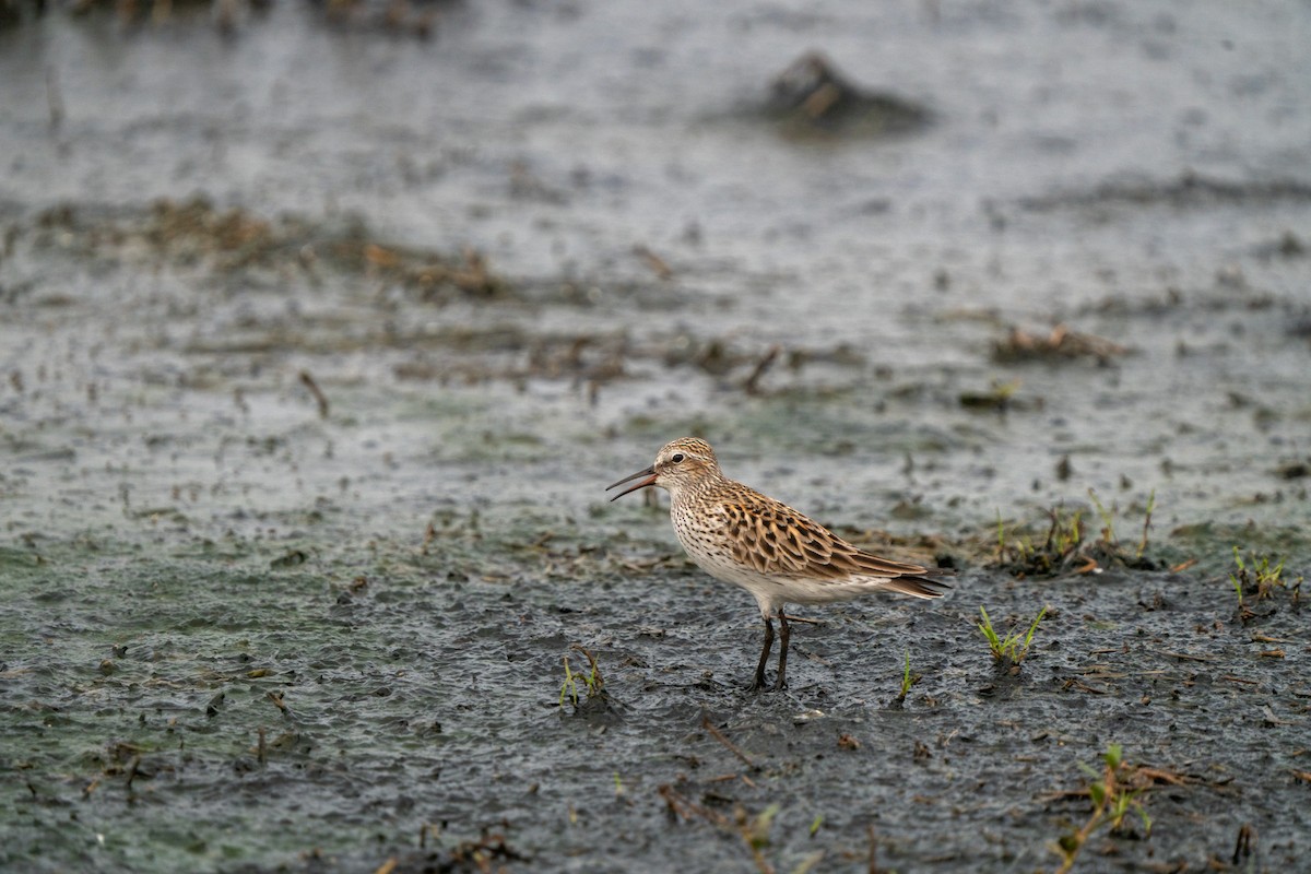 White-rumped Sandpiper - ML620215882