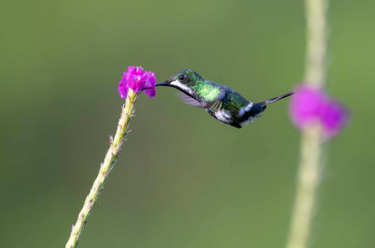 kolibřík trnoocasý - ML620215888