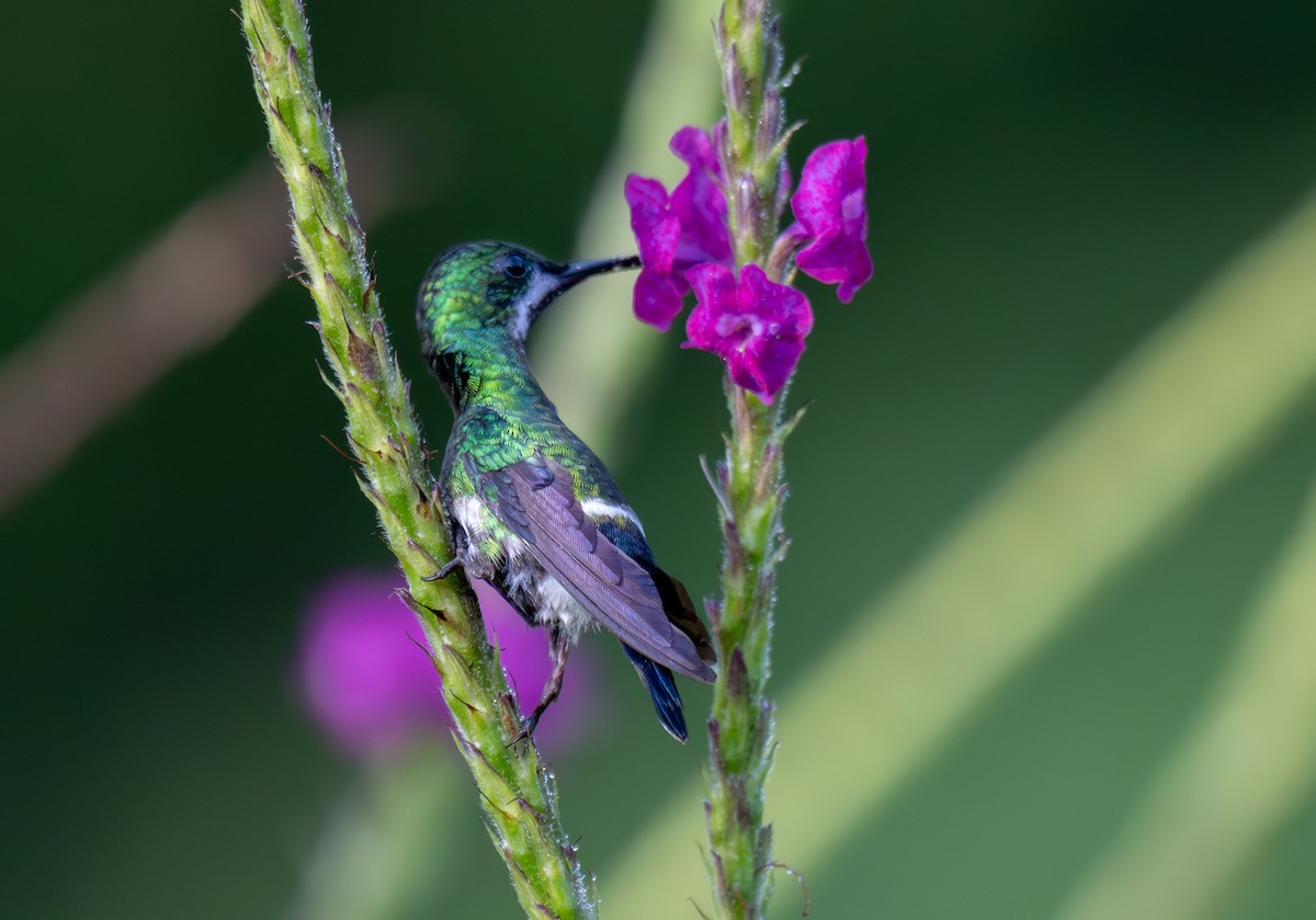 kolibřík trnoocasý - ML620215890