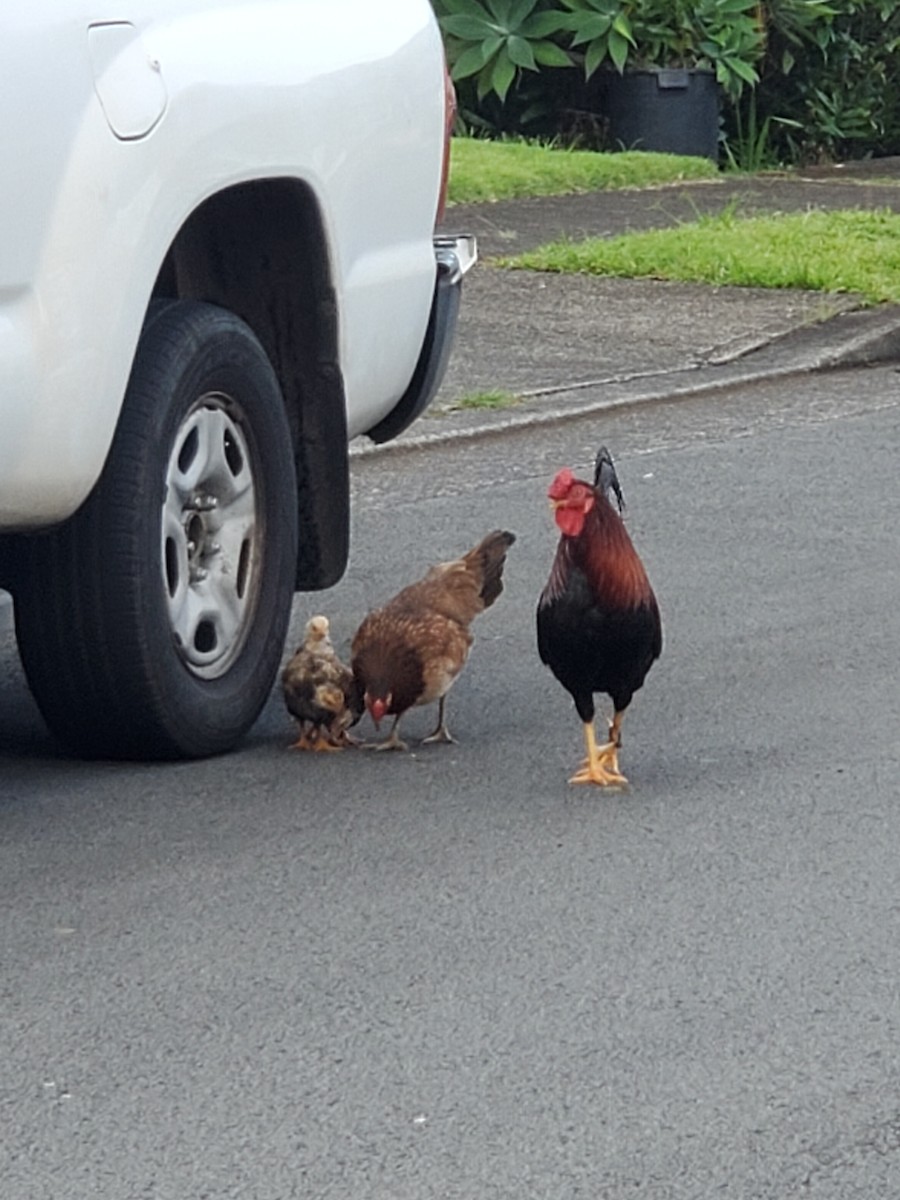 Red Junglefowl (Domestic type) - ML620215902