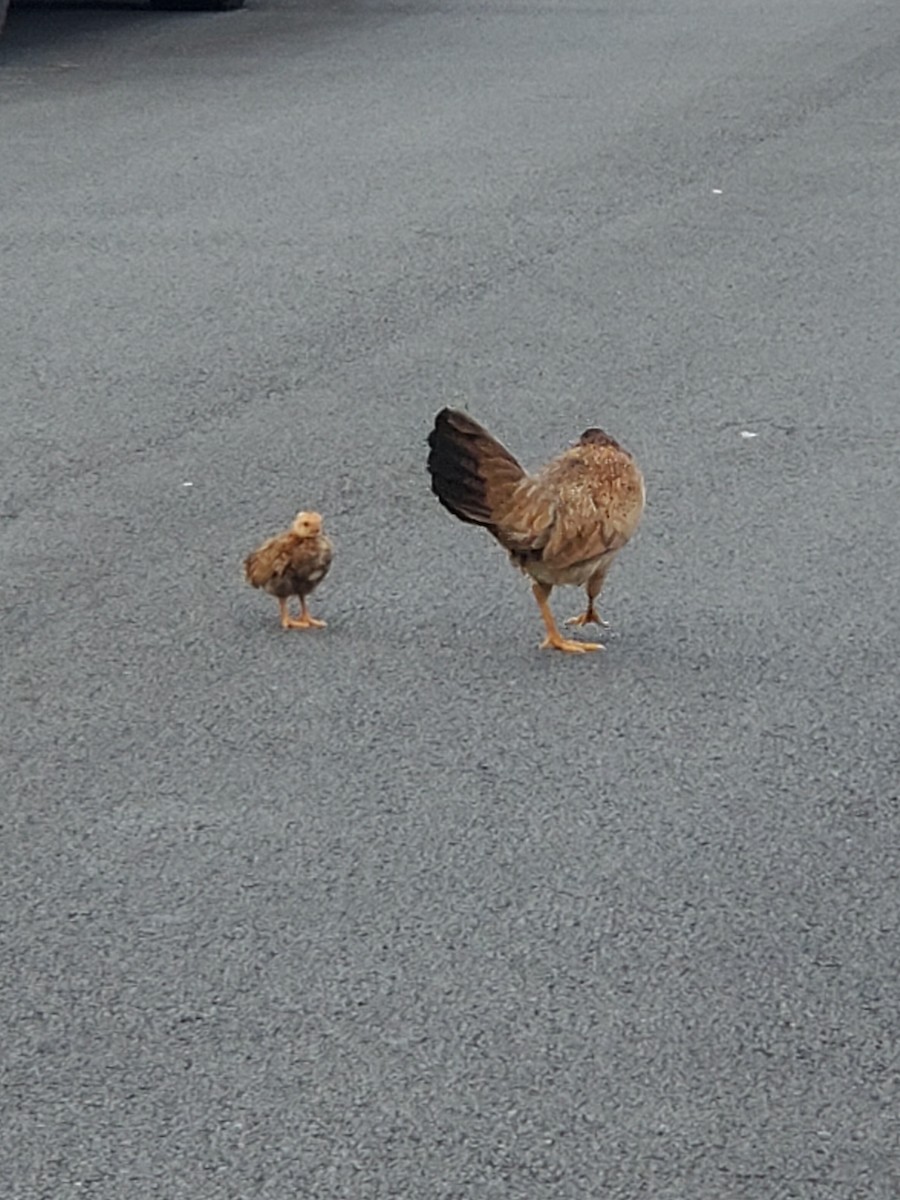 Red Junglefowl (Domestic type) - ML620215903